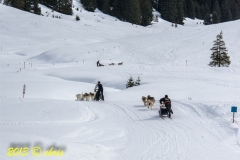 Chiens_mosses (15)