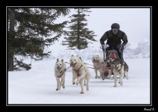 Chiens_mosses (16)