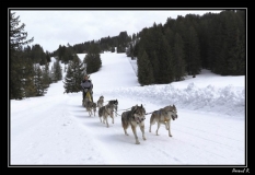Chiens_mosses (17)