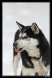 Chiens_mosses (18)
