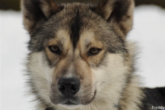 Chiens_mosses (19)
