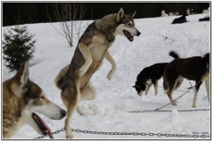 Chiens_mosses (2)