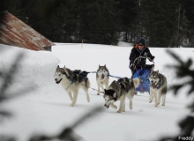 Chiens_mosses (20)
