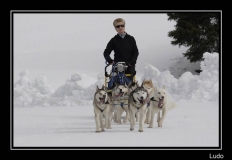 Chiens_mosses (21)