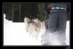 Chiens_mosses (22)