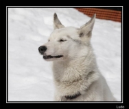 Chiens_mosses (23)