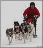 Chiens_mosses (3)