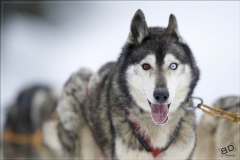 Chiens_mosses (4)