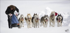 Chiens_mosses (5)