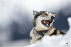 Chiens_mosses (6)
