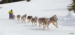 Chiens_mosses (7)