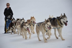 Chiens_mosses (8)