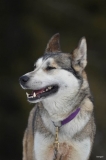 Chiens_mosses (9)