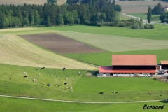 Gruyere (11)_1