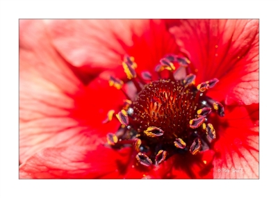 Sortie - Jardin botanique