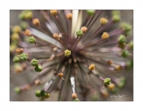 2014MPJardinBotanique2_GF