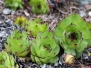 Sortie - Jardin alpin
