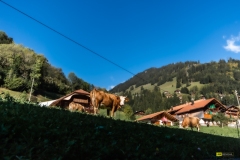 BenGail-4