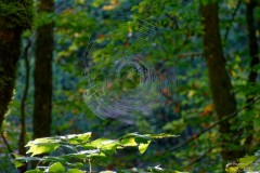 Emilie_Gruyere_3