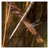 Libellules (1)