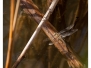 Sortie - Libellules Mont d'Orge
