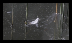 Libellules (10)