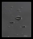 Libellules (11)