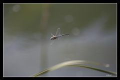 Libellules (12)