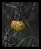 Libellules (13)