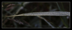 Libellules (14)
