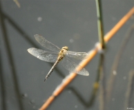 Libellules (15)