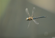 Libellules (16)