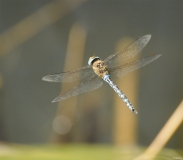Libellules (17)