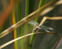 Libellules (18)