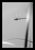 Libellules (2)