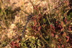 Libellules (27)