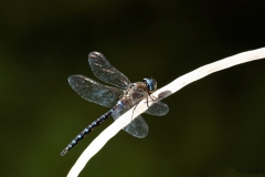 Libellules (28)