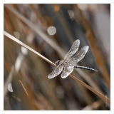 Libellules (3)