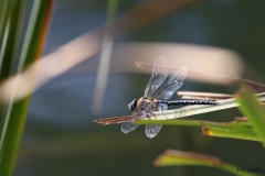 Libellules (30)