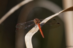 Libellules (32)