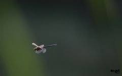 Libellules (34)