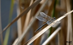 Libellules (35)