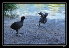 Libellules (38)