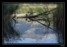 Libellules (39)