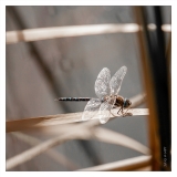 Libellules (4)