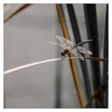 Libellules (5)