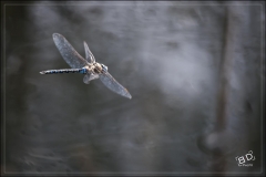 Libellules (6)