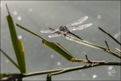 Libellules (7)
