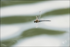 Libellules (9)