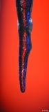 Freddy (3)_GF